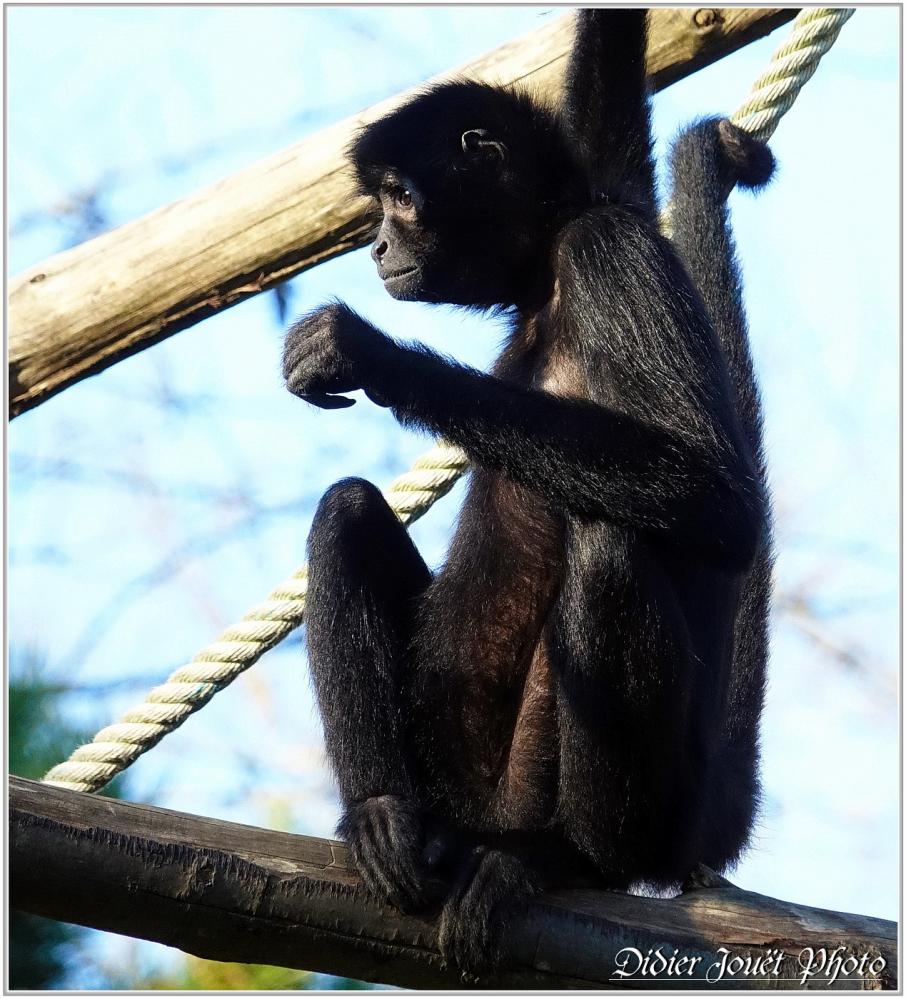 Atèle Noir (1) - Ateles paniscus
