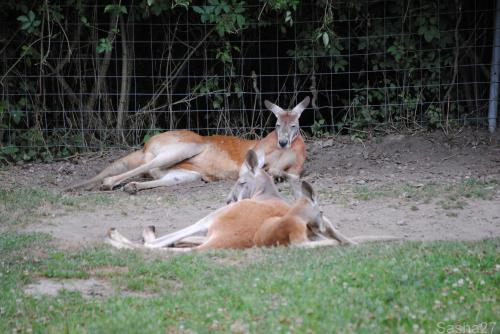 (1) Le kangourou roux.