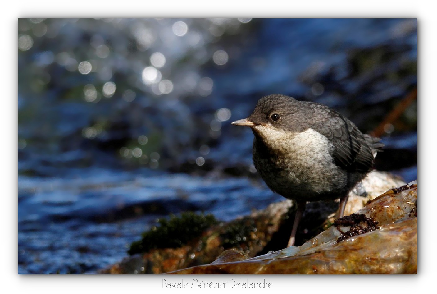 Cincles plongeurs juvéniles