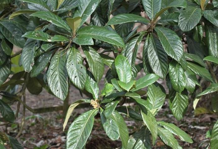 Arbre fruitier : Néflier