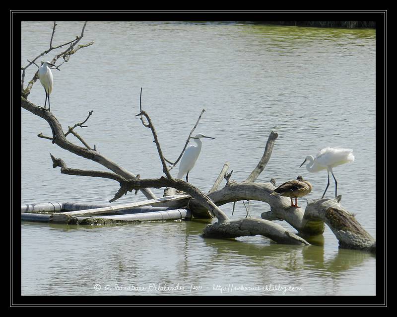 Aigrettes Garzettes, Canard coltvert et Chavalier à cul blanc