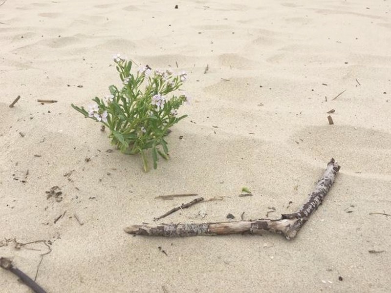 L'insolite sur la plage ... 