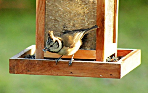 Une nouvelle et jolie visiteuse de mon jardin...