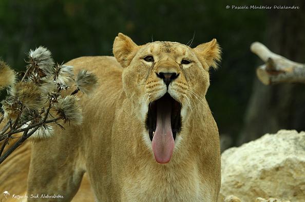 Grosse fatigue d'une Lionne