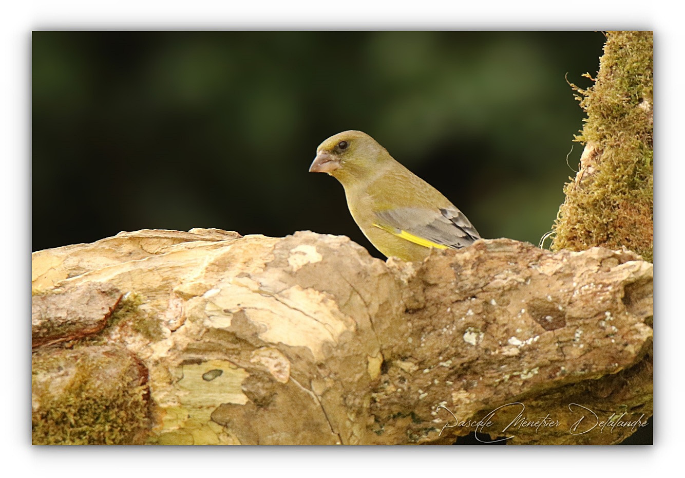 Quand le Verdier s'impose...