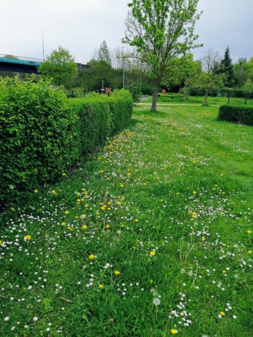 Mon jardin se transforme après l'hiver