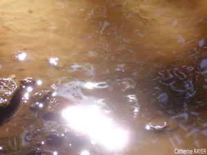 Les reflets de lumière de Cat