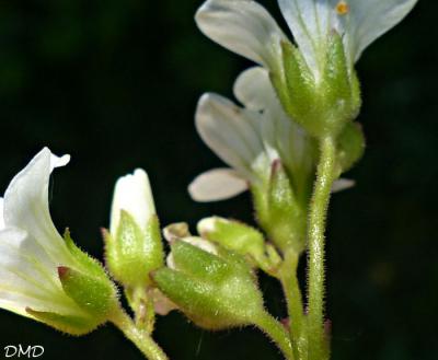 Saxifraga granulata  -  saxifrage granulé