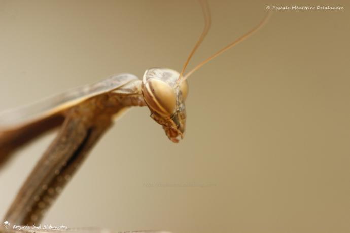 Mantis religiosa forme brune immature - Mante religieuse