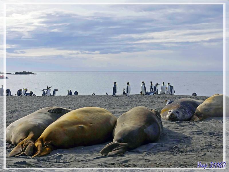 Des Manchots royaux partout, au milieu de gros rochers qui sont, en fait, des Éléphants de mer - Saint Andrews Bay - Géorgie du Sud