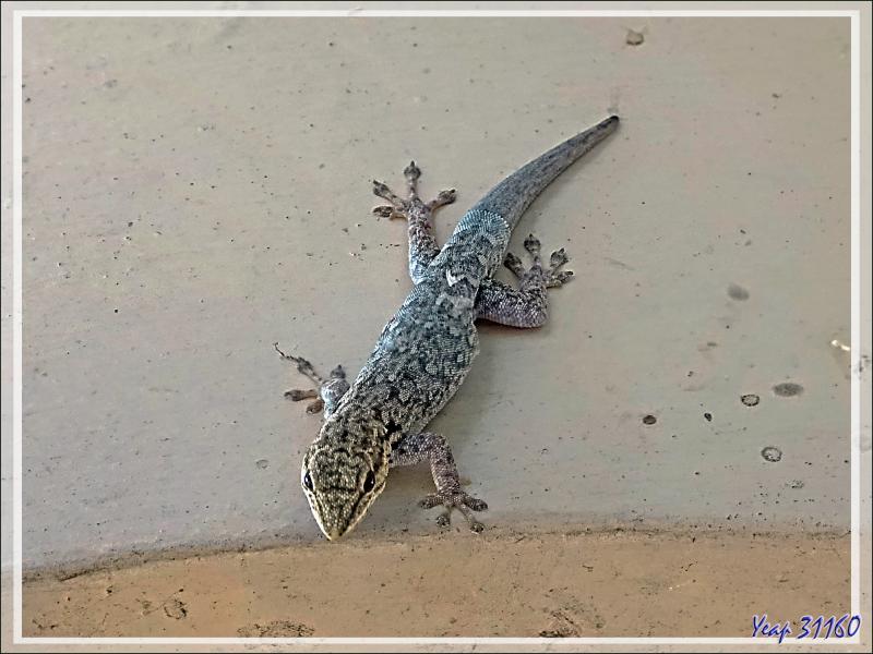 Gecko indéterminé (corps bleu clair) - Victoria Falls - Zimbabwe