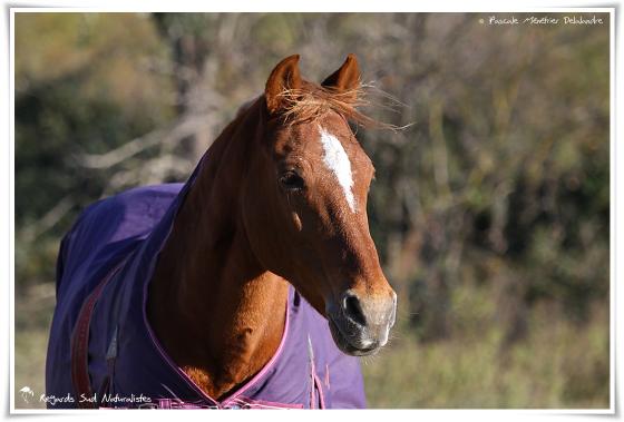Chevaux de selle Français