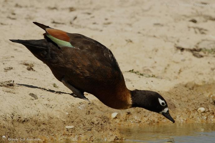 Tadorne d'Australie  - Jeune ♀  