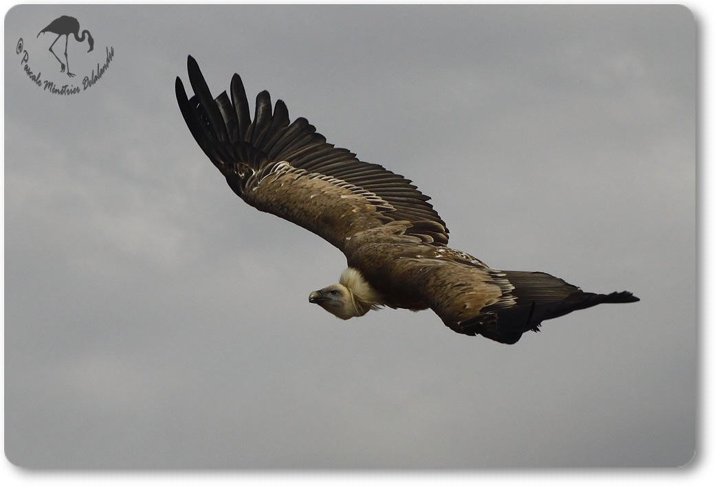 Vautour fauve...
