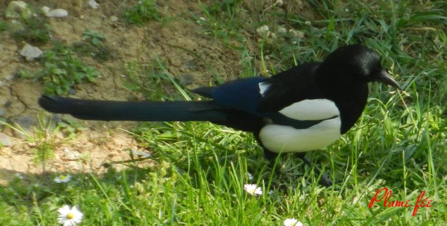 Image47.jpg