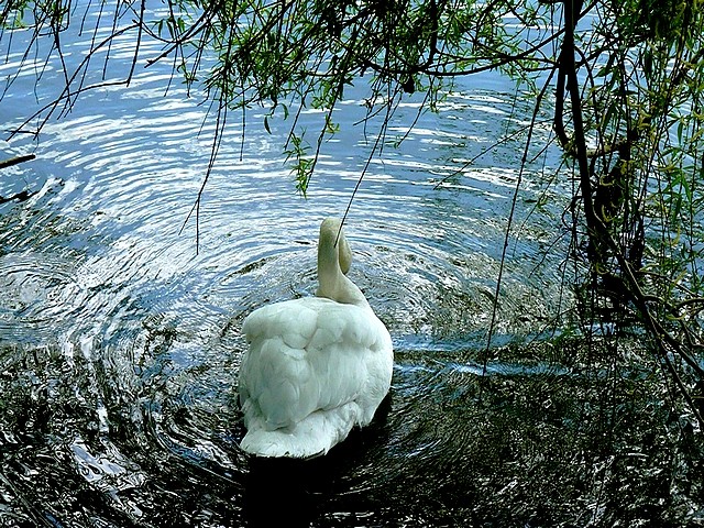 Cygne sur la Moselle 7 Marc de Metz 26 04 2013
