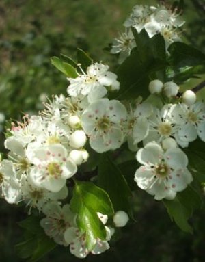 Image06
