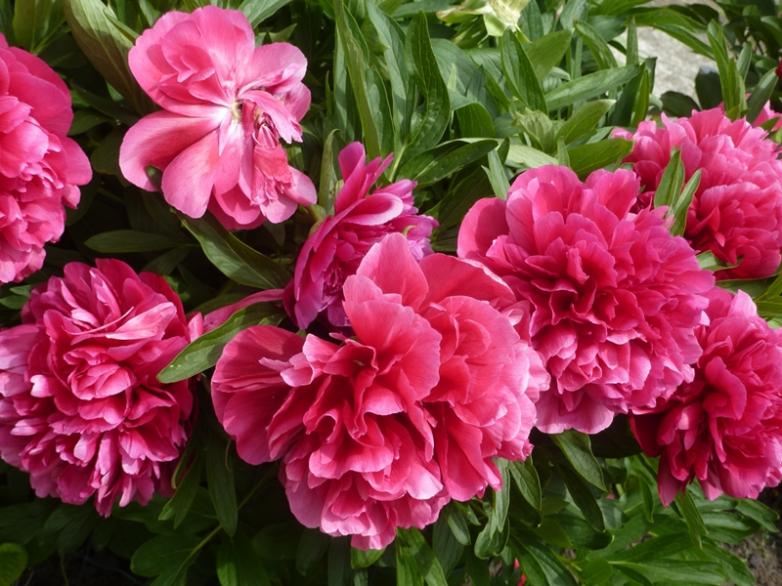 Parenthèse "fleurie" ...