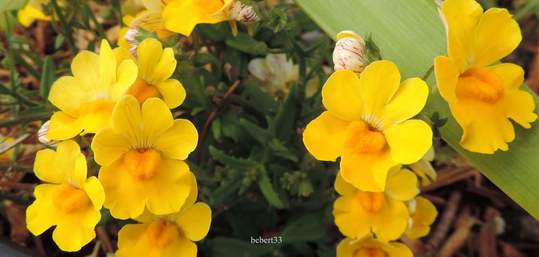 mes fleurs du jardin pour vous !  demander moi avant de prendre une photo que je vous offrirais avec plaisir 