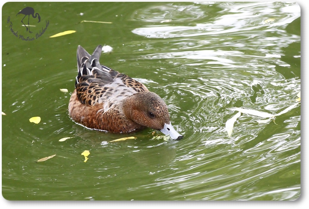 Canard siffleur mâle en éclipse...