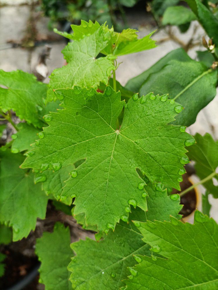 Mon cep de vigne - mai 2022...