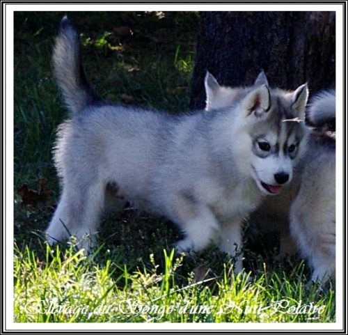 Chiot Husky Mâle (42j)
