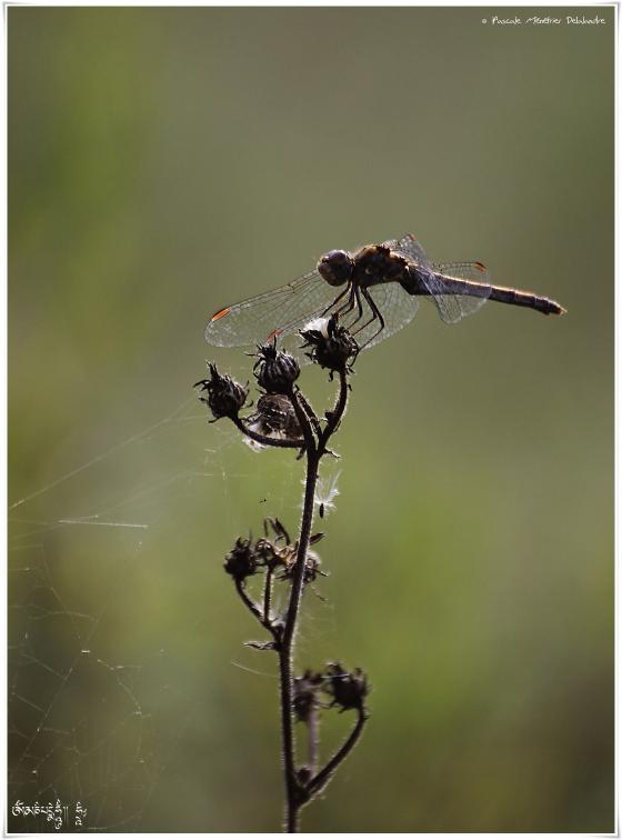  Sympétrums striés - Sympétrum striolatum