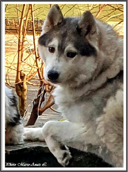 Lucky (6 ans)