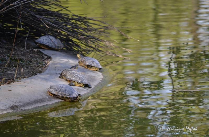  Des tortues de Floride au Parc Montsouris
