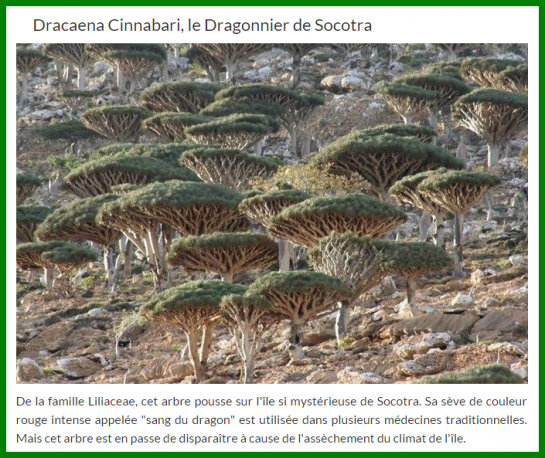 Nos Arbres.