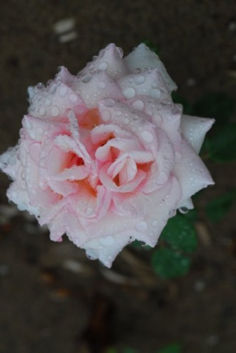 Helene de troie (1)