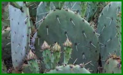 ღ꧁ღ╭⊱ꕥ  Les  Plantes  Positives  ꕥ⊱╮ღ꧂ღ