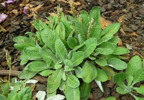 Fleurs cultivées : Primevère