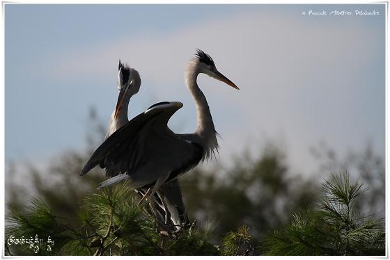 Héron cendré - Ardea cinerea - Grey Heron