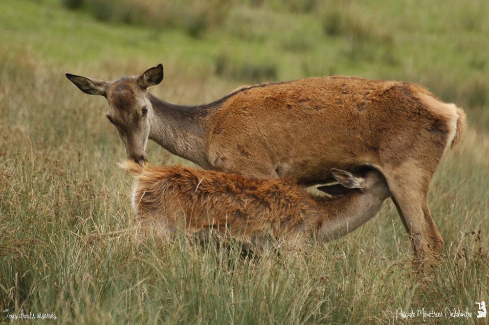 Le syndrome de Bambi et la faune sauvage.