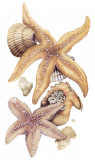 étoile de mer 