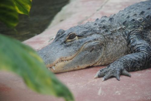 (2) L'alligator du Mississippi.