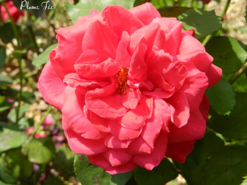 Image010.jpg