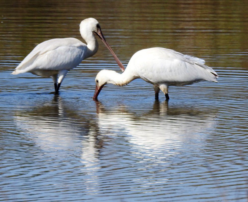 Un couple de spatules blanches...