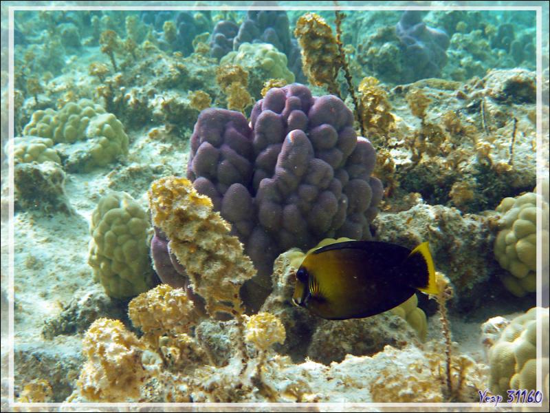Chirurgien mimétique du Pacifique ou chocolat, Chocolate surgeonfish (Acanthurus pyroferus) - Lagon de la Pension Kuriri - Maupiti - Polynésie française