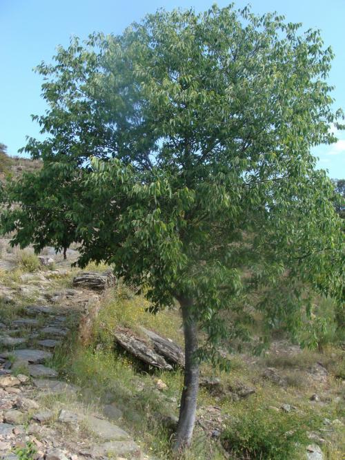 Micocoulier 