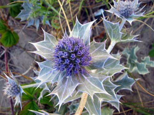 Fleurs cultivées : Panicaut