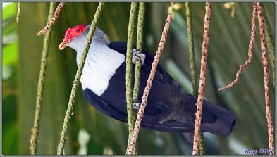 11/12/2021 : une belle journée commence avec le soleil. Départ en balade en passant par la route qui traverse la Vallée de Mai - Praslin - Seychelles 