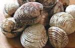 Recup coduillage de mer