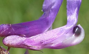 Vicia villosa subsp. varia  -  vesce bigarée