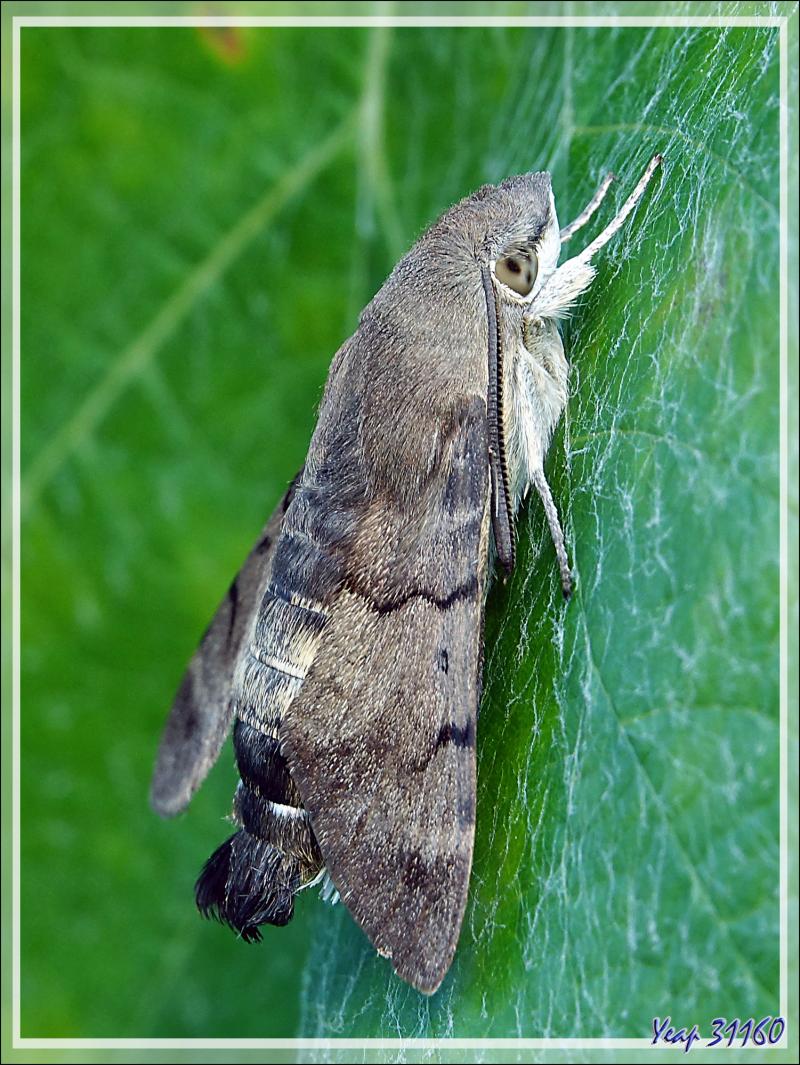 Papillon Moro sphinx au repos, Sphinx colibri, Sphinx du caille-lait (Macroglossum stellatarum) - La Couarde-sur-Mer - Ile de Ré - 17