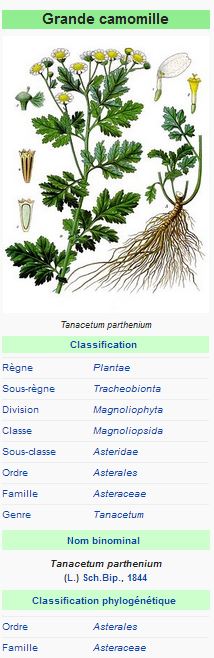 Grande camomille