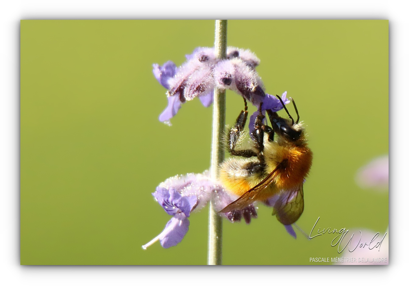 Bourdon des champs