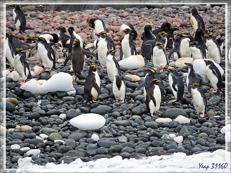 Et les petites merveilles des lieux : les Gorfous dorés, Macaroni Penguin (Eudyptes chrysolophus) - Cooper Bay - Géorgie du Sud