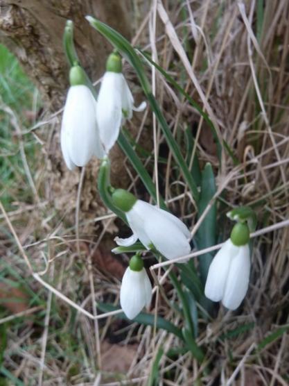 Perce neige ...